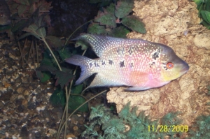 another pic of male fh