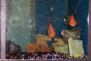 mating pair of blood parrots