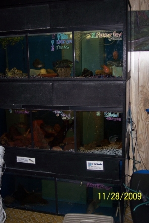 a start to my breeding room , i have 7 stacks of 3 , 75 gallon tanks nice commercail units
