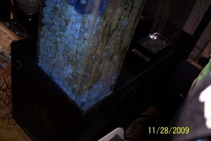 my rock curing bin with 6 foot bio ball tower , i had 2 of them