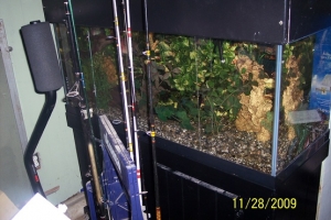 my last cichlid tank , it houses 9 flowerhorns all mating pair , sometimes i wake up in the middle of the night with flowerhorns jumping out of the tank fighting , thank god for time out tanks