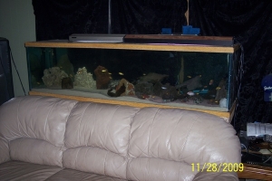 125 gal african cichlid tank in living room