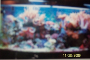 my saltwater tank