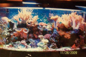my 175 gallon saltwater