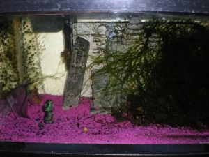 10gal Freshwater.  1 Angel, half blind due to a fight.  This is his tank.