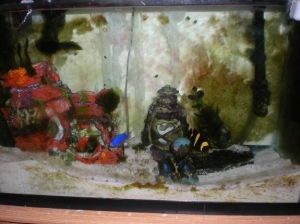20gal Salt.  1 Damsel. 1 Clown. 
- Filtered with cannister.
- Rare water changes, easiest tank I have ever had.  Top off once a week.  Super stable.