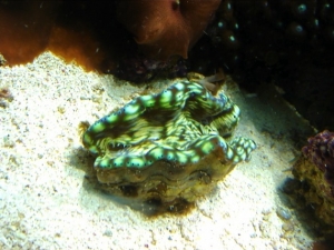 Recently added Derasa clam.