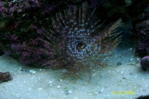 Feather Duster