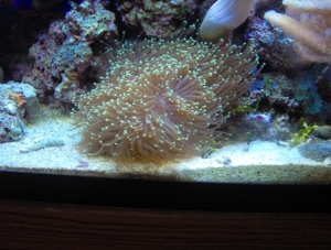 Torch Coral