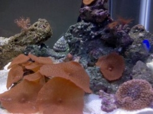 reef tank pic1
