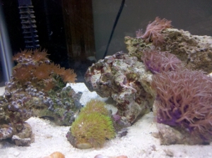 reef tank pic2