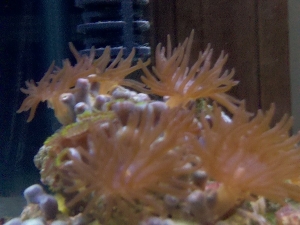 reef tank pic4