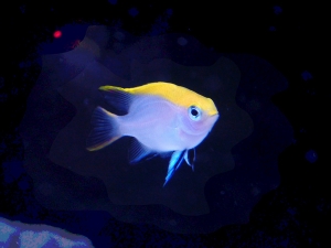 Fish in my 10 gallon tank