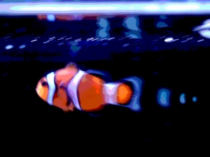 Clown fish in 10 gallon tank.