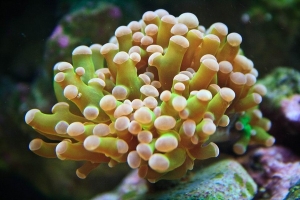 FrogSpawn aprox 1 week after purchase.
