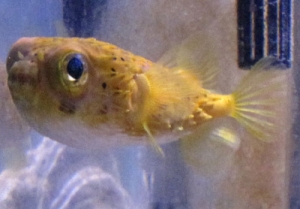 My porcupine puffer. Chubby fish that will eat anything except flake food and my black ocellaris.