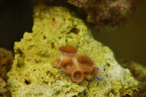 Mystery Invertebrate