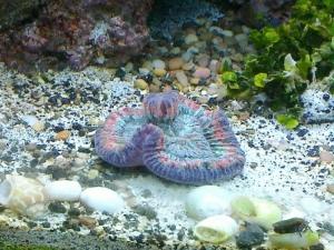 Trachyphyllia #2