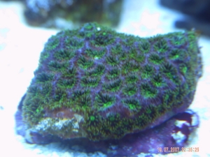 corals 1