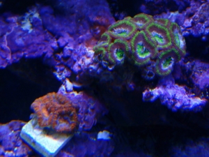 acans