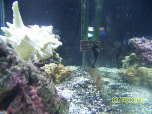 1st seahorse. Different pics