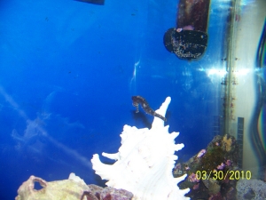 1st seahorse. Different pics
