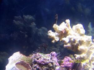 My 2 seahorses together