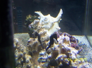 My 2 seahorses together