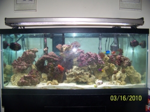 75 gallon upgrade finished