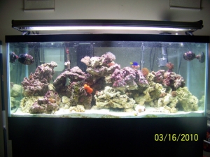75 gallon upgrade finished