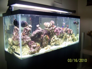 75 gallon upgrade finished