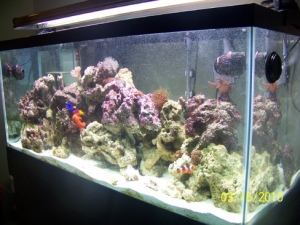 75 gallon upgrade finished