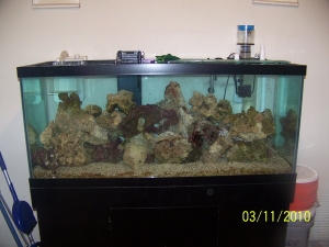 75 gallon upgrade with the new live rock as well as the live rock from the 29 gallon tank. Before I put up the lights and corals.