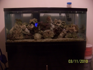 75 gallon upgrade with the new live rock as well as the live rock from the 29 gallon tank. Before I put up the lights and corals. I started to put the fish in this picture.