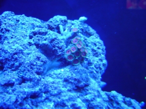 Candy apple zoas