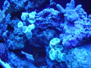 candy canes and devils hand coral