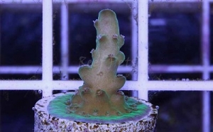 Acropora Rosaria SPS