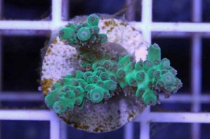 Pearlberry Acropora SPS