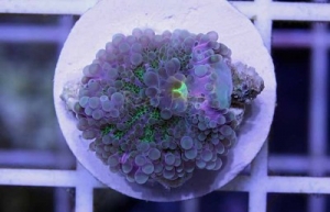 Purple   Green Yuma Ricordea