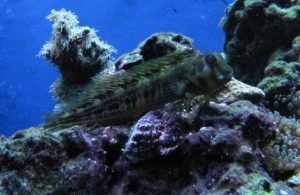 Blenny on my chalice
