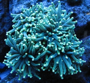 Electric torch coral