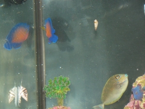 Coral Beauty Dwarf Angelfish and Vlaminguii Tang. (Vlaminguii is gone now)
