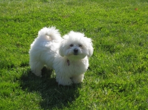 lily fluffy