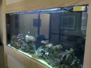 A more recent picture with the picture framing done around the tank.  Behind the tank in the picture is the conference room.  You are viewing the tank from the entrance hallway.  Its the first thing people see when they come in!