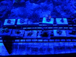 Led Cree Build 061
