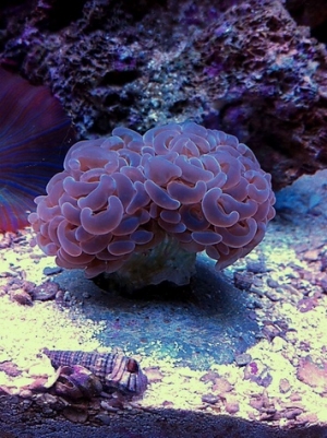 pink hammer