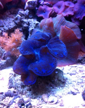 maxima clam