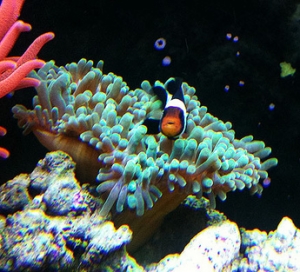 Ocellaris hosting GBTA