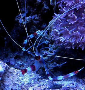 CB Shrimp