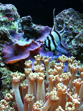 Banggai Cardinal holding eggs